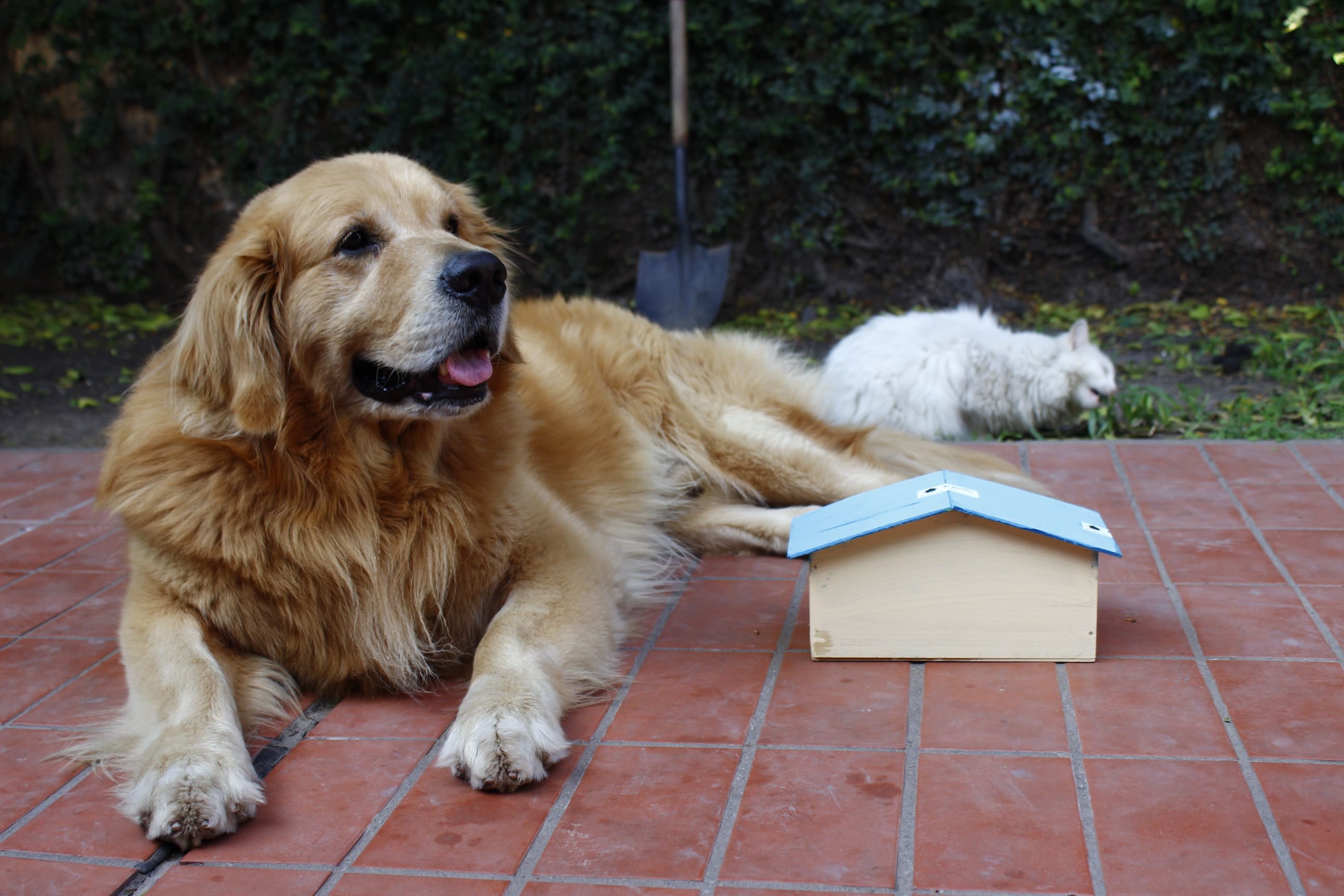 Best Dog Foods for Large and Small Breed Dogs